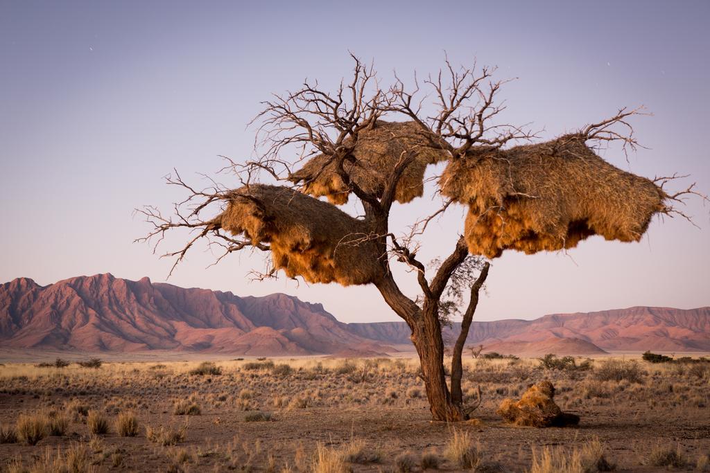 Desert Camp Sesriem Bagian luar foto